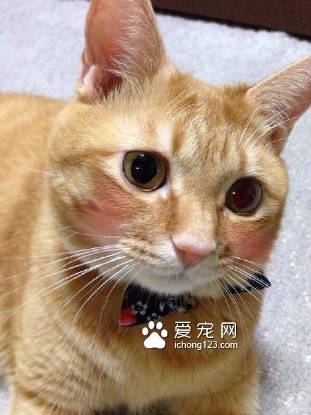 高冷的喵星人被打上腮红之后