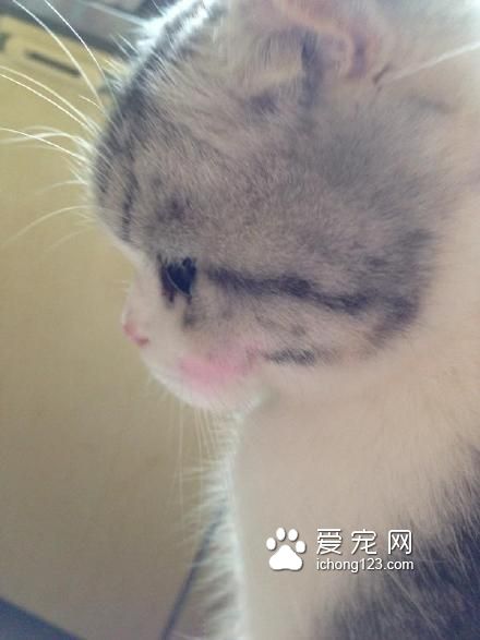 高冷的喵星人被打上腮红之后