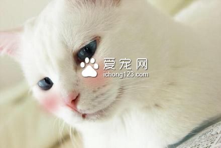 高冷的喵星人被打上腮红之后