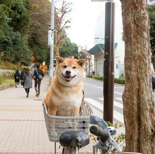 丸太郎和北极熊爱相随！