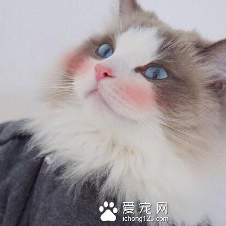 高冷的喵星人被打上腮红之后