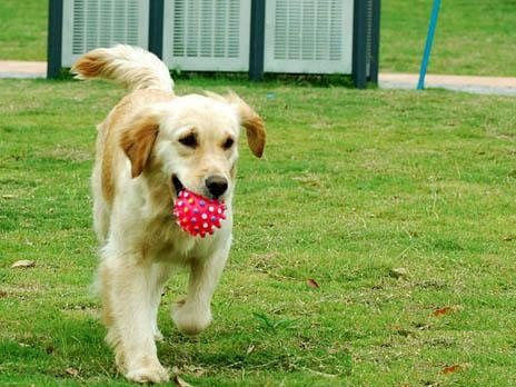 训狗用什么零食好 选择狗狗爱吃的零食