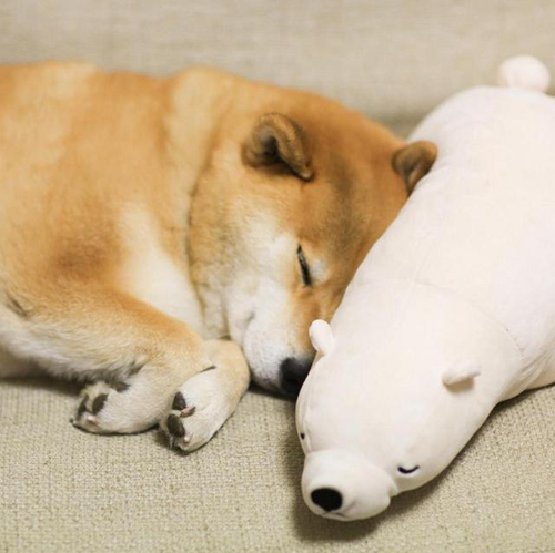 丸太郎和北极熊爱相随！