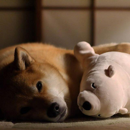 丸太郎和北极熊爱相随！