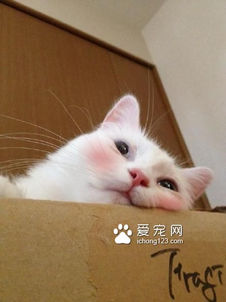 高冷的喵星人被打上腮红之后