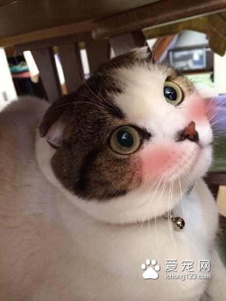 高冷的喵星人被打上腮红之后