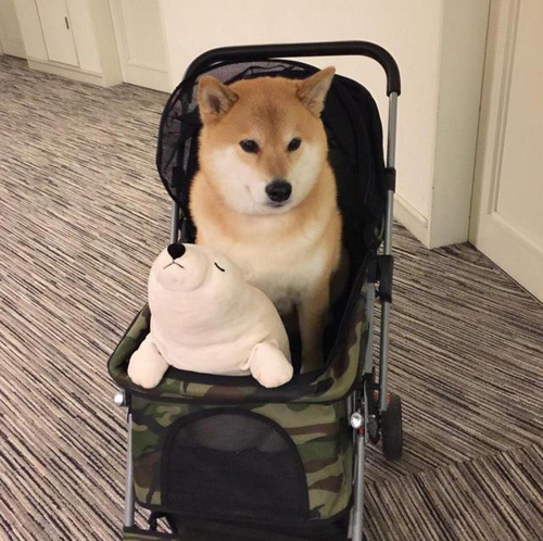 丸太郎和北极熊爱相随！