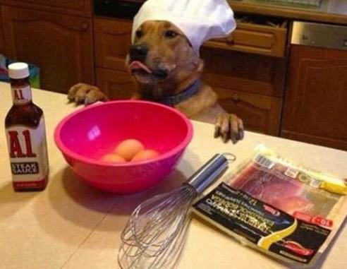 喵星人你就从了本汪吧，跨界爱笑死了！