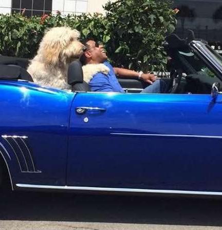 喵星人你就从了本汪吧，跨界爱笑死了！