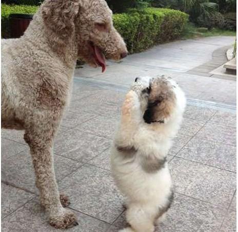 喵星人你就从了本汪吧，跨界爱笑死了！