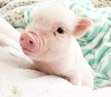 可爱的小猪
