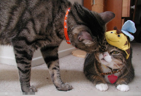 哪里有宠物猫领养 领养前考虑自己是否有能力