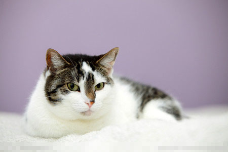 家猫怎么养 带猫去医院做个全面的体检