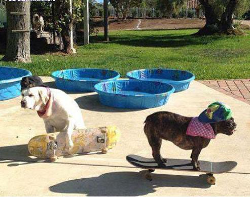 喵星人你就从了本汪吧，跨界爱笑死了！