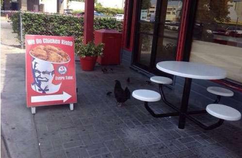 喵星人你就从了本汪吧，跨界爱笑死了！