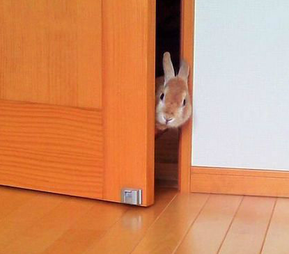 爱偷窥的小兔纸