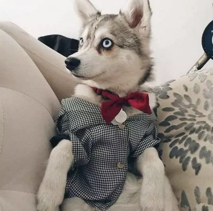 穿上西装的二哈，真的超级上相的