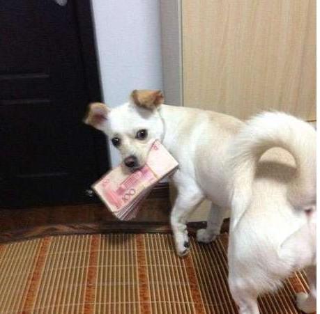 喵星人你就从了本汪吧，跨界爱笑死了！