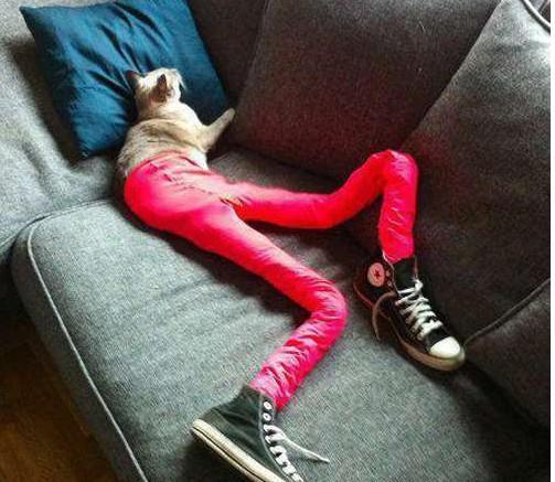 喵星人你就从了本汪吧，跨界爱笑死了！