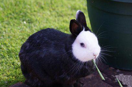 穿了夜行衣的兔砸