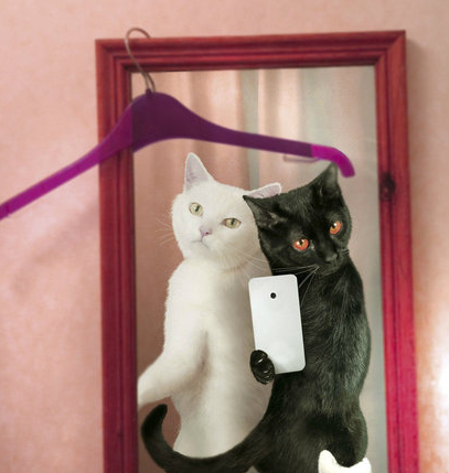 喵星人也爱玩自拍