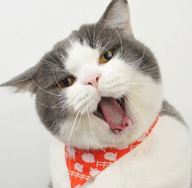 戴领结的小绅士