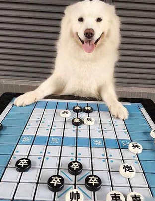 这要输了可丢人类的脸