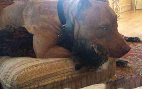 喵星人你就从了本汪吧，跨界爱笑死了！