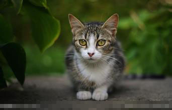 宠物猫不吃食怎么办 找到原因对症下药