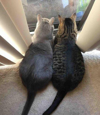 一大早又被它俩虐死了