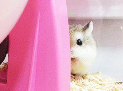 宠物店遇到一只仓鼠在偷看你