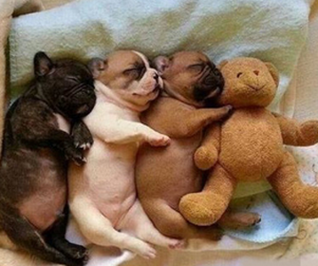 二汪，你抱错了！