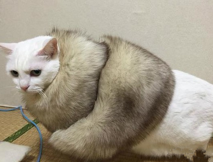 喵星人居然也穿貂皮大衣