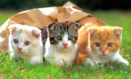 家猫喜欢吃什么 需均衡营养来喂养猫咪