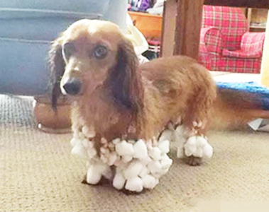 玩雪回来的二汪！