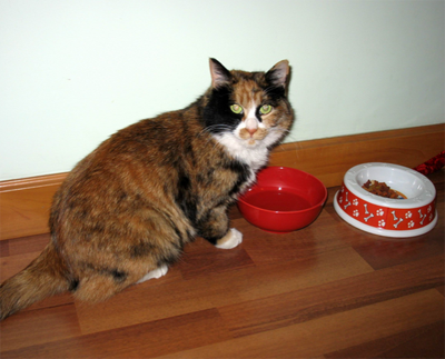 贝卓猫粮怎么样 建议选择天然粮