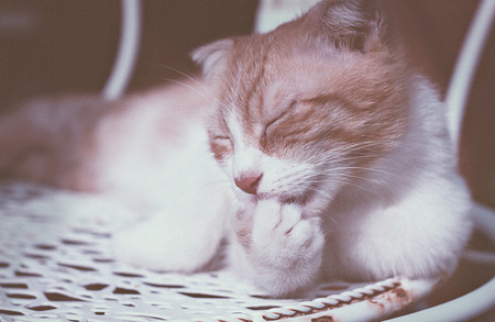 猫咪多大适合做绝育 建议在5~6月龄时实施