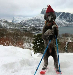 二汪爱滑雪，过得比我好