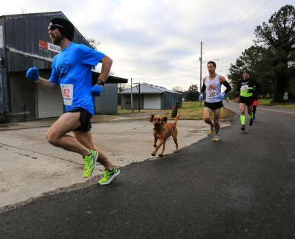 美国一只猎犬偷偷的参加了马拉松比赛并获得了名次