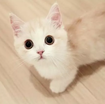 萌到根本把持不住