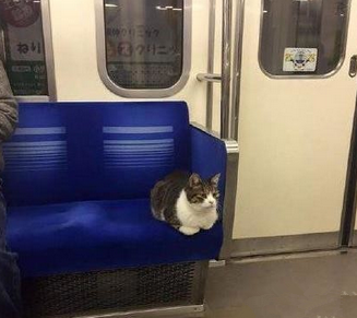 谁让你上的地铁？