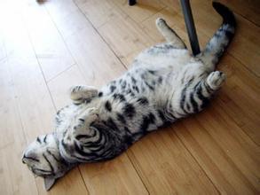 怎么训练猫咪装死 三步骤训练好猫猫装死