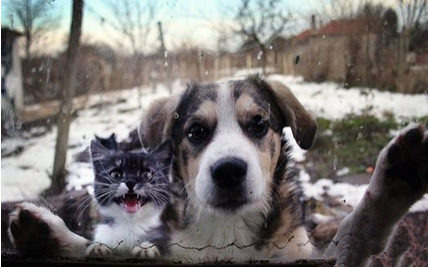 汪星人和喵星人成为朋友的自拍