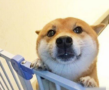 主淫你背着我偷吃啥呢