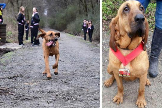 美国一只猎犬偷偷的参加了马拉松比赛并获得了名次