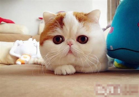 两个月猫咪吃什么 绝对不要给小猫喝牛奶