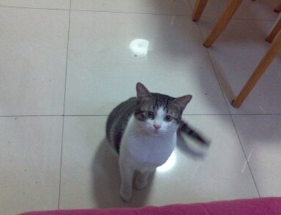 耐威克猫粮好不好 每个品牌都是褒贬不一