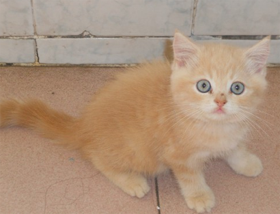 卡比猫粮多少钱 天然猫粮价格较高