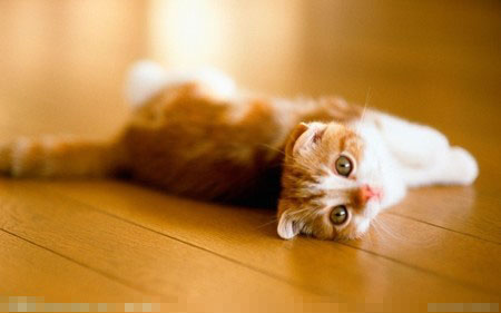 猫咪吃什么毛长的快 一些蛋白质及维生素E和D