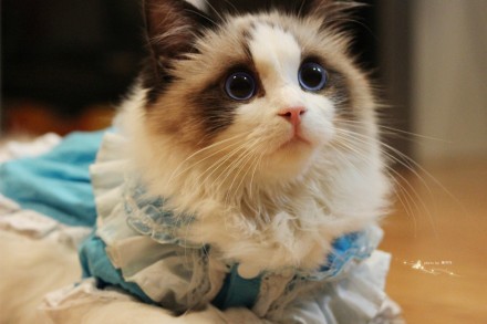 布偶猫吃什么猫粮好 据不同需要去选购